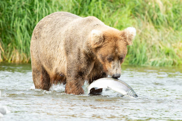 istock Alaskan Brown Bear with a salmon 1364886046