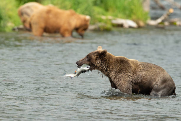 istock Alaskan Brown Bear with a salmon 1364886216