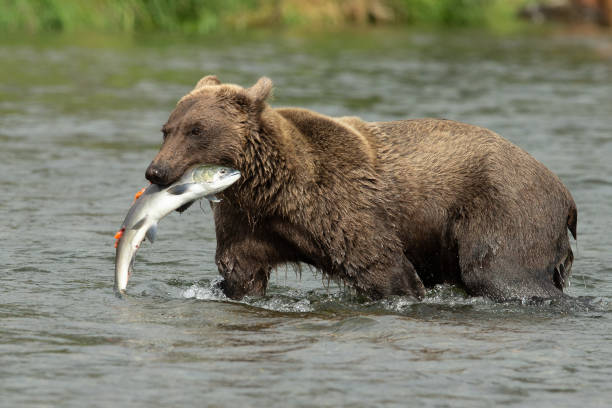 istock Alaskan Brown Bear with a salmon 1364886230