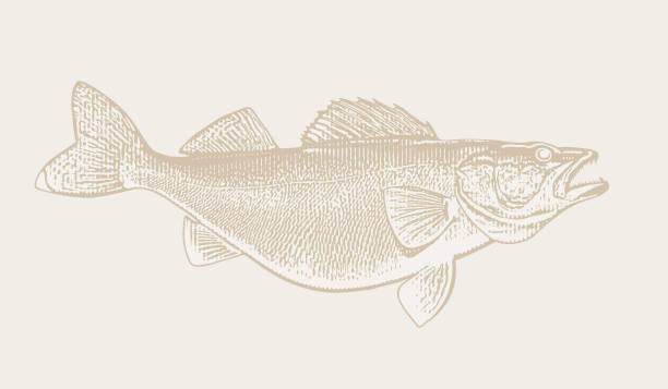 Large Walleye fish Vector illustration of a large Walleye fish broad catch stock illustrations