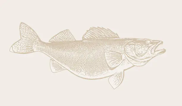 Vector illustration of Large Walleye fish