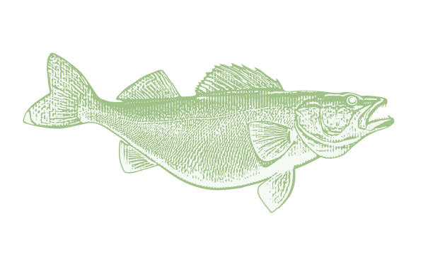 ilustrações, clipart, desenhos animados e ícones de peixe-walleye grande - scratchboard