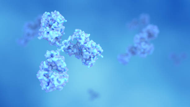 Antibodies, Immunoglobulin Ig proteins stock photo