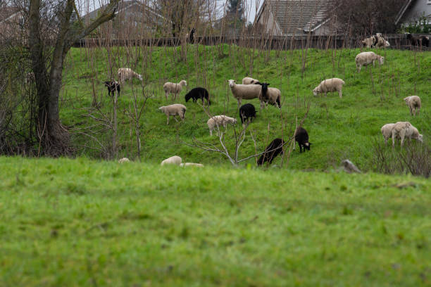 istock Sheep in a creek 1364887711