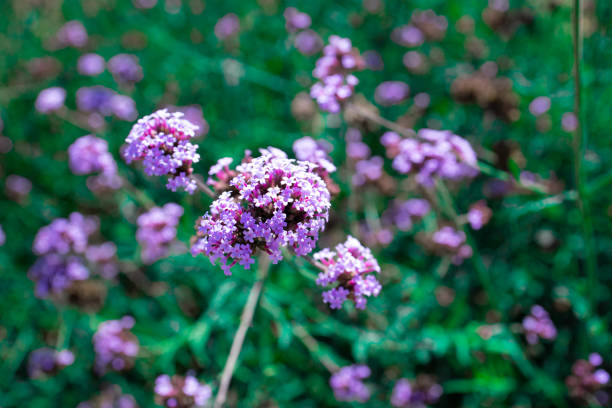 purple flowers