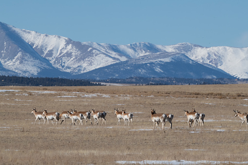 Antelope or pronghorn herd looking and grazing in a Rocky Mountain meadow in central Colorado in western United States of America (USA).
