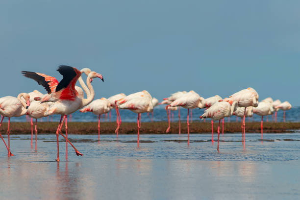 oiseaux sauvages africains. groupe d’oiseaux de flamants roses d’afrique marchant autour du lagon bleu par une journée ensoleillée - lake nakuru photos et images de collection