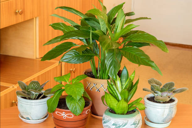 istock Various home flowers in the interior - spathiphyllum, sansevieria, home hydrangea, violets. Favorite hobby for growing and caring for plants. 1364891010