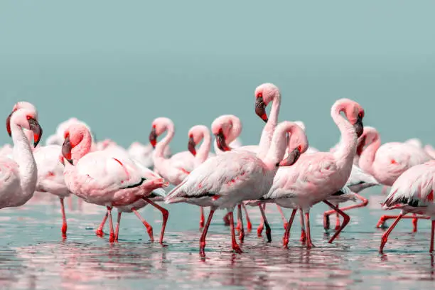 Photo of Close up of beautiful African flamingos that are standing in still water with reflection.