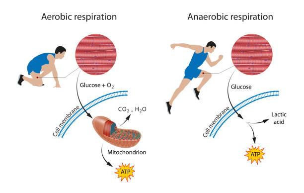 Cellular respiration: aerobic and anaerobic There are two types of cellular respiration: aerobic and anaerobic. One occurs in the presence of oxygen (aerobic), and one occurs in the absence of oxygen (anaerobic) lactic acid stock illustrations