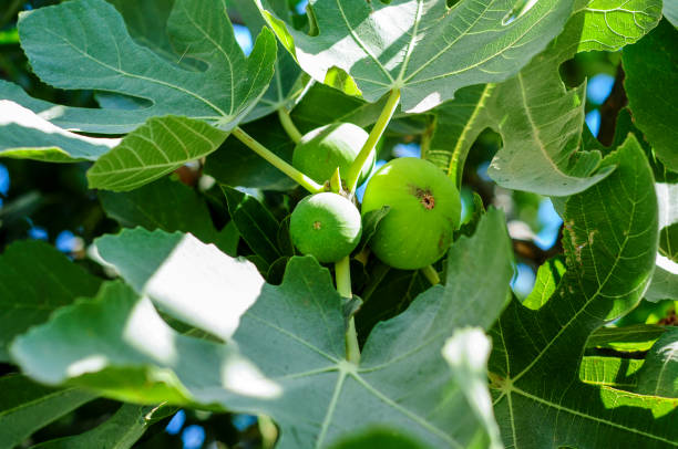 fico maturo sull'albero - fig leaf foto e immagini stock