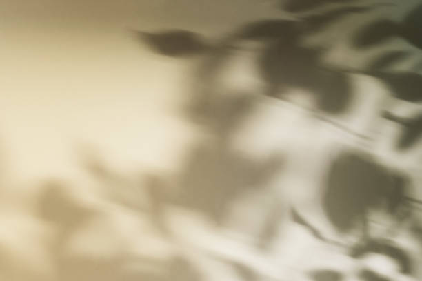 istock Natural foliage shadow on beige paper background. Abstract neutral floral backdrop. Soft light 1364895006