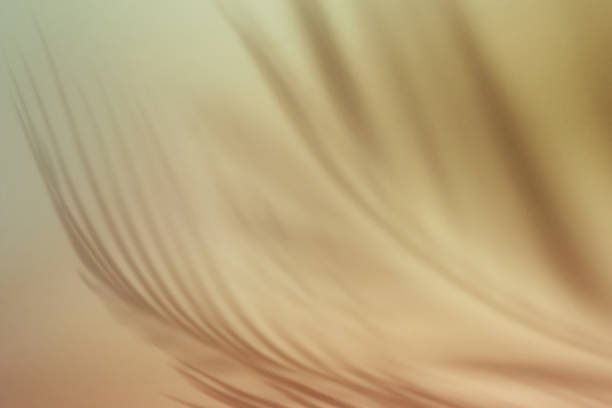 istock Natural palm leaves shadow on gradient paper background. Abstract beige tropical backdrop. Soft light 1364895008