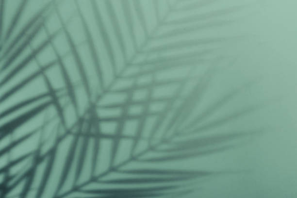 istock Natural palm leaves shadow on gradient paper background. Abstract blue and mint tropical backdrop. Soft light 1364895058