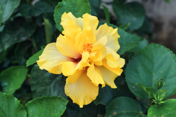 Closeup of vibrant yellow hibiscus flower Closeup of a beautiful large yellow Hibiscus flower with green leaves background in garden. Shot taken in Simultala, Bihar. rosa chinensis stock pictures, royalty-free photos & images