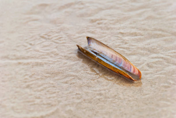 Single Razor shell lying on the beach Single Razor shell lying on the beach razor clam stock pictures, royalty-free photos & images