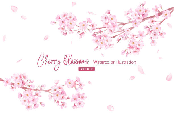 frühlingsblumen: ein rahmen aus kirschblüten und fallenden blütenblättern. zweige, die sich von links und rechts erstrecken. aquarell-illustration. (vektor. layout kann geändert werden) - flower spring cherry blossom blossom stock-grafiken, -clipart, -cartoons und -symbole