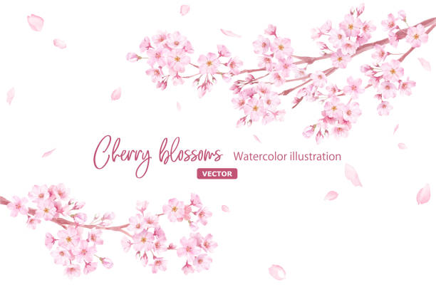 ilustraciones, imágenes clip art, dibujos animados e iconos de stock de flores de primavera: un marco de flores de cerezo y pétalos que caen. ramas que se extienden desde la izquierda y la derecha. ilustración en acuarela. (vector. el diseño se puede cambiar) - flor de cerezo
