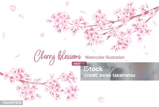 istock Spring flowers: A frame of cherry blossoms and falling petals. Branches extending from the left and right. Watercolor illustration. (Vector. Layout can be changed) 1364897830