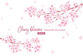 istock Spring flowers: A frame of cherry blossoms and falling petals. Branches extending from the left and right. Watercolor illustration. (Vector. Layout can be changed) 1364897830