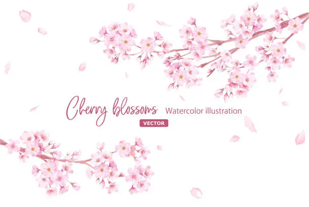Vector illustration of Spring flowers: A frame of cherry blossoms and falling petals. Branches extending from the left and right. Watercolor illustration. (Vector. Layout can be changed)