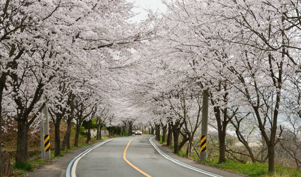 A beautiful April white cherry blossom road stock photo