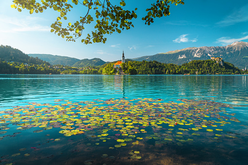 Impresionante vista con flores de loto en el lago, Bled, Eslovenia photo