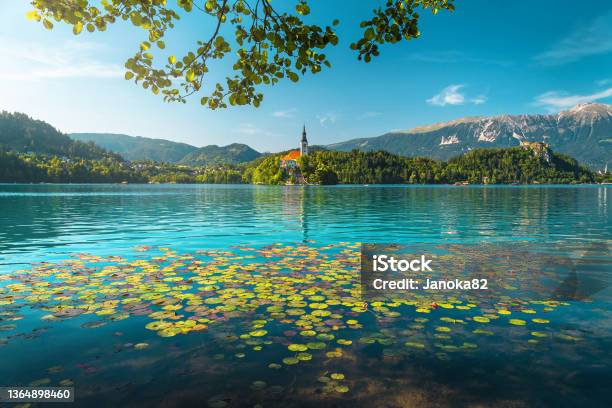 Stunning View With Lotus Flowers On The Lake Bled Slovenia Stock Photo - Download Image Now