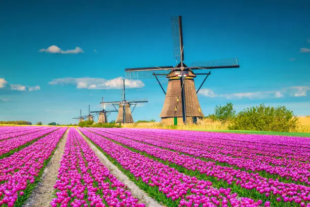 Photo of Amazing tulip fields and wooden windmills in background, Kinderdijk, Netherlands
