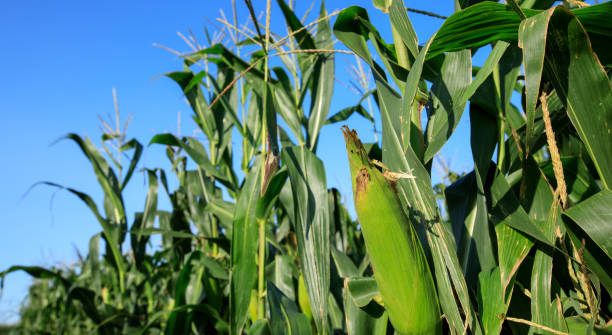 istock Green maize crop in growth at farm 1364898622
