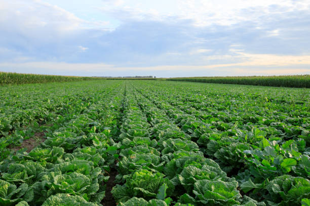 Chinese cabbage crops growing at field stock photo