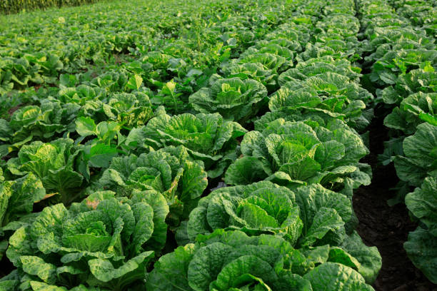 istock Chinese cabbage crops growing at field 1364898657