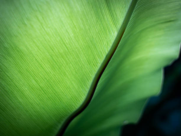 resumen de stripes's bird's nest fern leaf - fern leaf plant close up fotografías e imágenes de stock