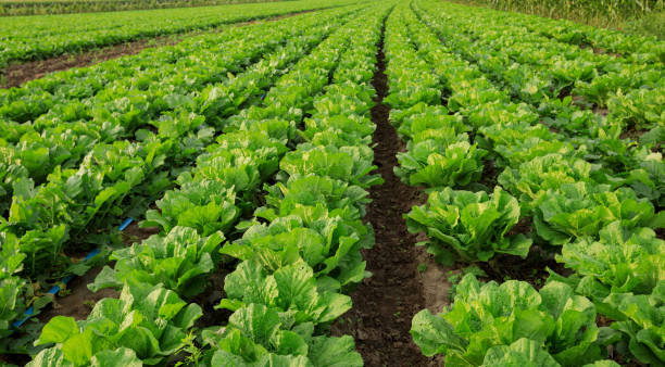 istock Chinese cabbage crops growing at field 1364899326