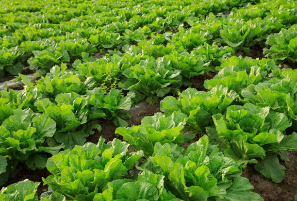 istock Chinese cabbage crops growing at field 1364899415