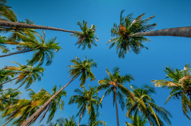 istock Palm trees on the seashore against the blue sky.