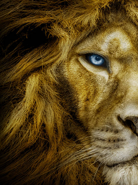 retrato de león macho africano con ojos azules, animal de vida silvestre - leo fotografías e imágenes de stock