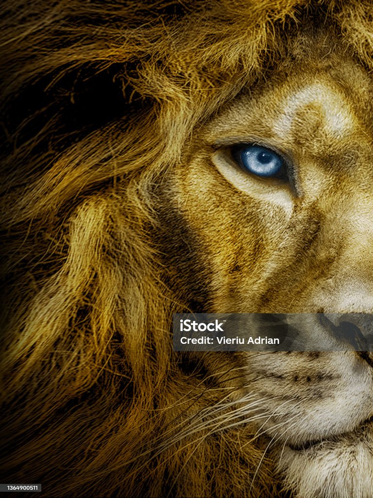 Portrait of african male lion with blue eyes , wildlife animal Lion - Feline Stock Photo