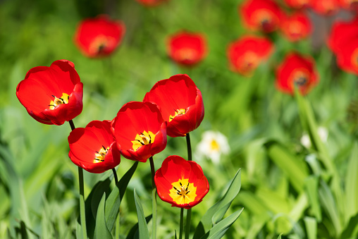 Tulipanes rojos sobre un fondo de vegetación verde