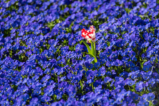 Tulipán rojo sobre un fondo de flores azules