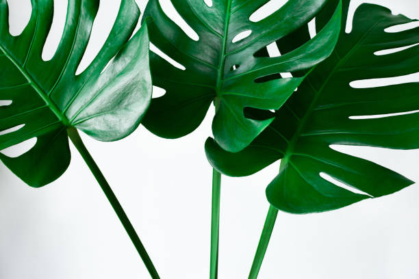 istock closeup beautiful Monstera leaf isolated on white background 1364900615