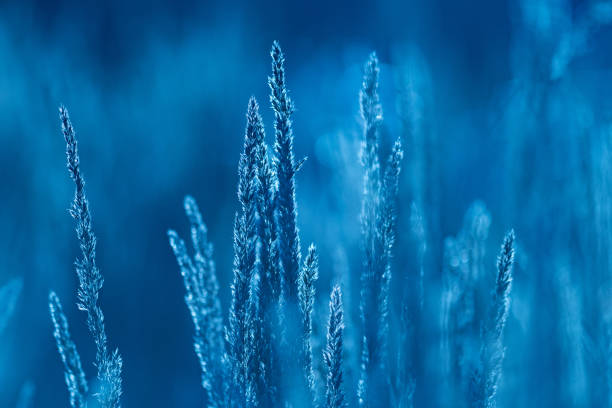 istock Plant in blue tones.