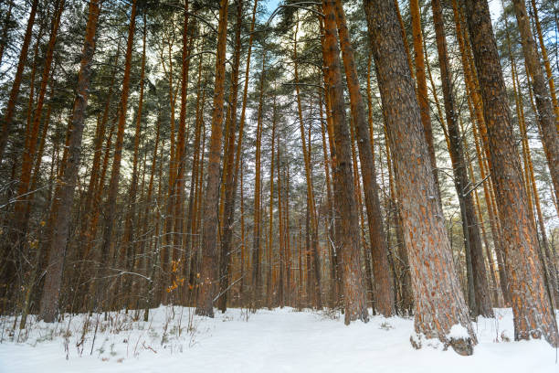 Crowns of pine trees, spruce in winter forest. Pine trunks close-up