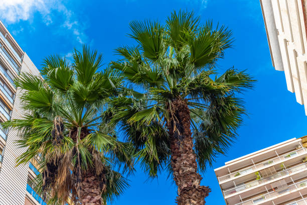 istock Palm trees against the blue sky.