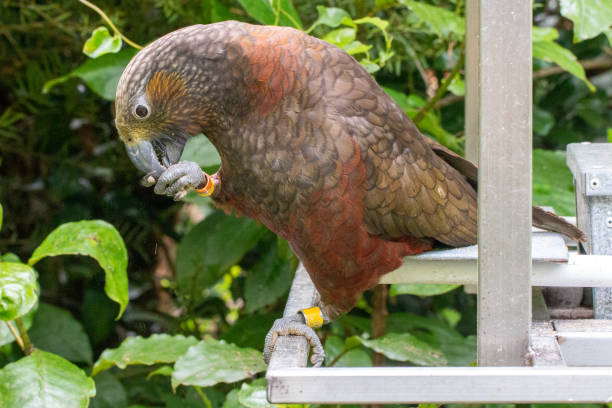 카카 (네스토르 메리다날니스), 뉴질랜드 원주민 앵무새 먹이 뉴질랜드 에코 보호구역 - native bird 뉴스 사진 이미지