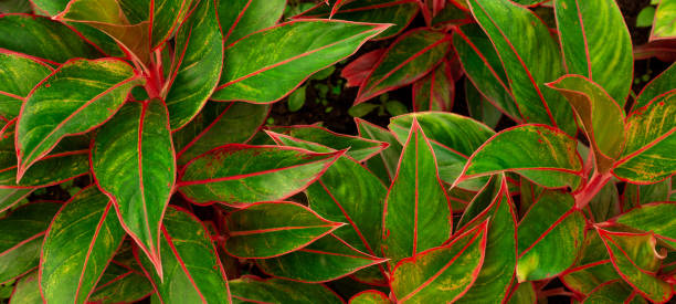 istock Full Frame of Green Leaves Pattern Background 1364901478