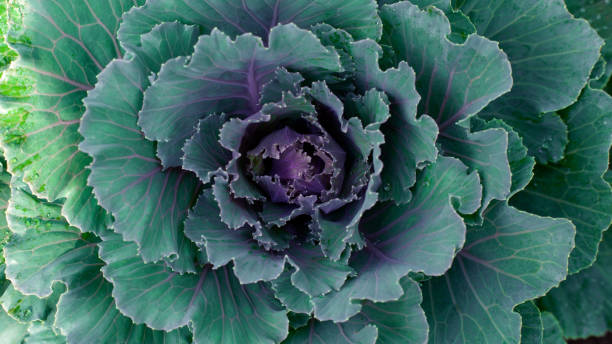 istock Green Lettuce leaves nature background. 1364901542