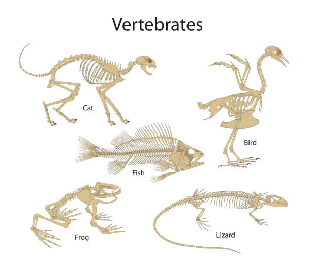 ilustraciones, imágenes clip art, dibujos animados e iconos de stock de los vertebrados son animales con columna vertebral - animal vertebrado