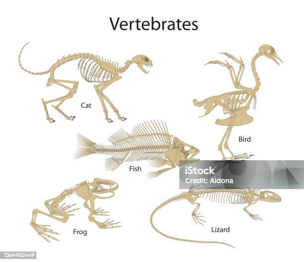 Vertebrates Are Animals With Backbones Stock Illustration - Download Image  Now - Animal Skeleton, Dog, Vertebrate - iStock