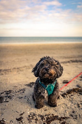 Black Havanese dog on the Weststrand in Prerow